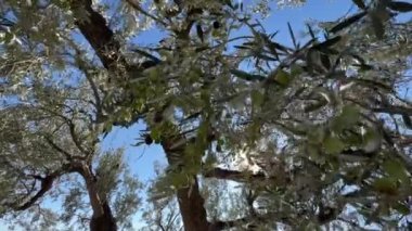 Korulukta zeytinlerle birlikte güneş yeşil dalların arasından parlıyor. Yüksek kalite 4k görüntü