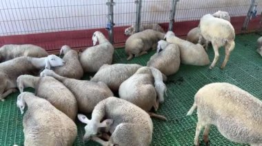 Beyaz kıvırcık koyun çiftlikteki bir otlakta yerde yatar. Yüksek kalite 4k görüntü