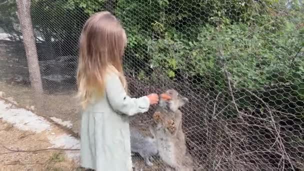 소녀는 울타리 토끼에게 당근을 입니다 고품질 — 비디오