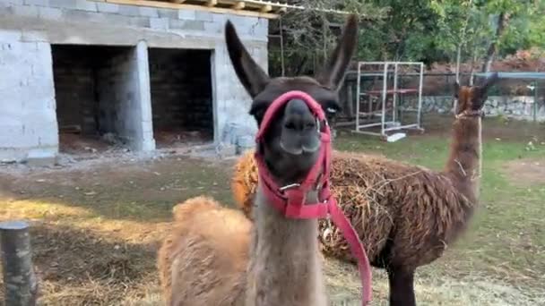 Brown Llamas Walk Fence Barn Farm High Quality Footage — Stock Video