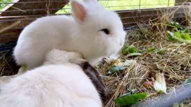 Küçük tüylü beyaz tavşan kafeste otururken lahana yaprağı çiğniyor. Yüksek kalite 4k görüntü