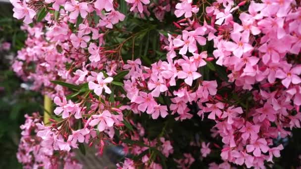 Pinkfarbener Oleander Blüht Einem Grünen Strauch Garten Hochwertiges Filmmaterial — Stockvideo