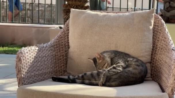 Kucing Tabby Besar Menjilat Dirinya Sendiri Saat Berbaring Kursi Rekaman — Stok Video