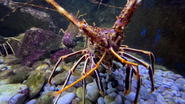 Grand Homard Épineux Déplace Ses Antennes Tout Tenant Verre Aquarium — Video