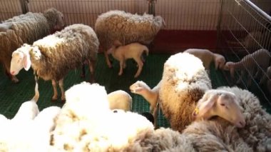 Küçük beyaz kuzular otlakta annelerinin koyunlarının etrafında dolaşıyorlar. Yüksek kalite 4k görüntü