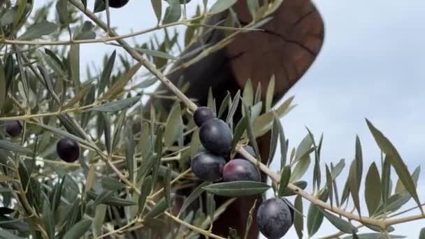 Grandes Olives Noires Pendent Sur Les Branches Vertes Arbre Images — Video