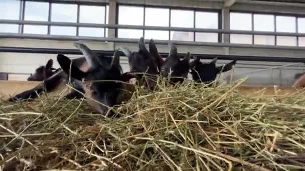 Little Goats Greedily Eating Hay Paddock Farm Pulling Bundles Pile — Stock Video