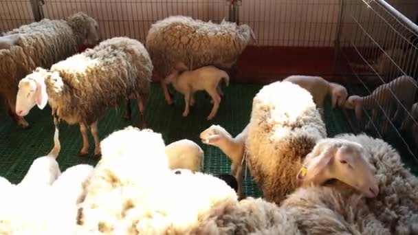 小白羊骑着围场 绕着它们的母羊散步 高质量的4K镜头 — 图库视频影像
