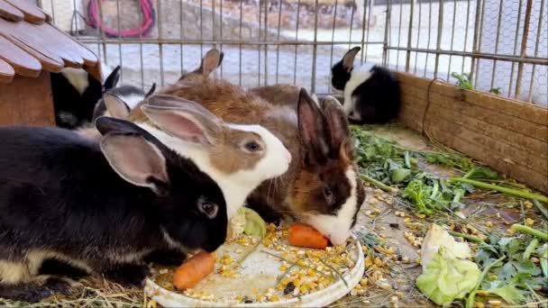 Stora Kaniner Äter Morötter Och Kål Bur Högkvalitativ Film — Stockvideo