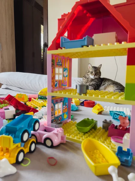 Randig Katt Ligger Säng Nära Ett Flerfärgat Hus Gjort Lego — Stockfoto