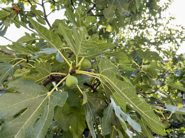 Figos Verdes Crescem Ramos Árvore Entre Folhagem Densa Jardim Foto — Fotografia de Stock