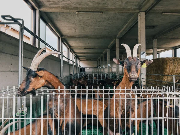 Las Cabras Marrones Paran Sobre Sus Patas Traseras Miran Por — Foto de Stock