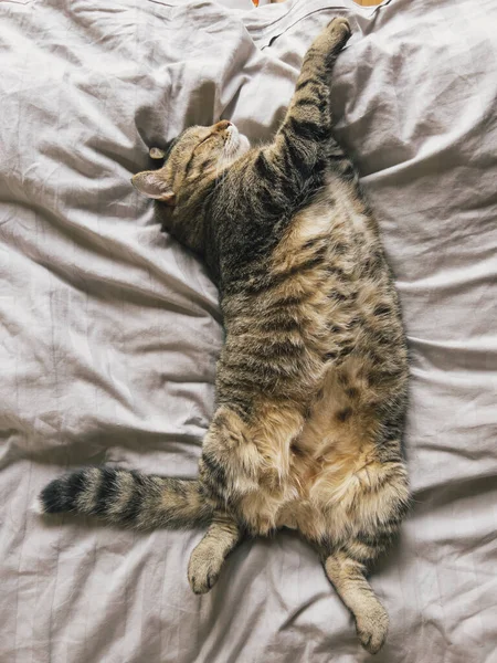 大きなタビー猫は 毛布を抱いて足で背中に寝ています 高品質の写真 — ストック写真