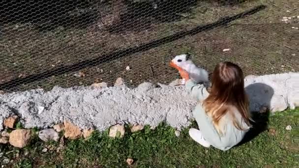 Little Girl Feeds Carrots Mesh Fence Large White Hares High — Stock Video