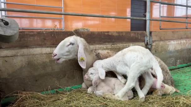 小さな白い子羊は パドックに寝そべって干し草を噛む母親の羊に銃口を突いています 高品質4K映像 — ストック動画