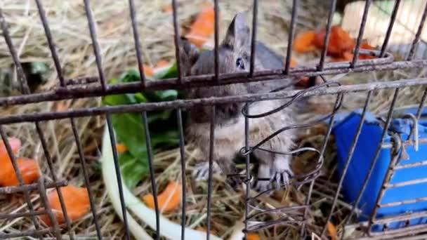 Fluffy Degu Clings Bars Cage Its Paws Sniffs High Quality — Stock Video