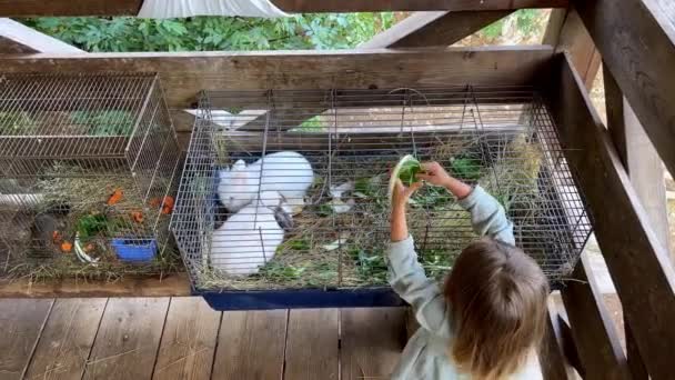 小さな女の子は白菜の葉でケージに白いウサギを供給します 高品質4K映像 — ストック動画