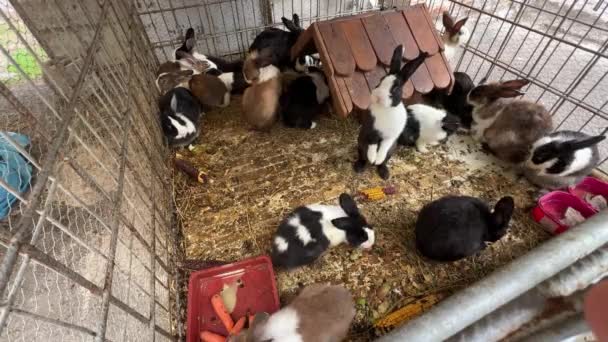Herd Rabbits Sits Cage Washes Rests High Quality Footage — Stock Video