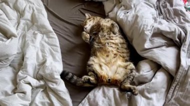 Koca tekir kedi yatakta sırt üstü uyuyor. Yüksek kalite 4k görüntü