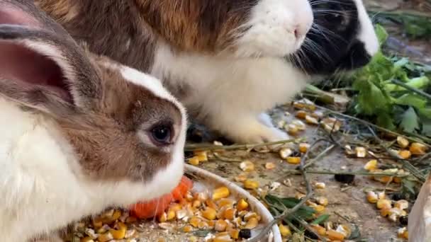 Flauschige Kaninchen Fressen Karotten Und Grüne Blätter Nahaufnahme Hochwertiges Filmmaterial — Stockvideo