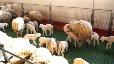 Küçük beyaz kuzular anne koyunlarının etrafında dolanıp kuyruklarını sallıyorlar. Yüksek kalite 4k görüntü