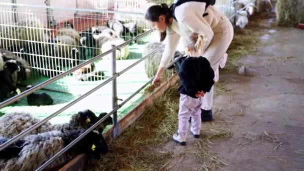 Mamá Hijita Alimentan Heno Las Ovejas Corral Una Granja Imágenes — Vídeo de stock