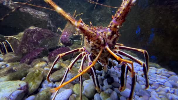 Grandi Aragoste Spinose Muovono Antenne Mentre Sono Piedi Davanti Vetro — Video Stock
