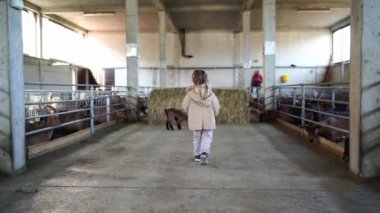 Küçük bir kız çiftlikten geçerek samanlığın yanındaki keçi yavrularına doğru yürüyor, onlar da ondan kaçıyorlar. Yüksek kalite 4k görüntü