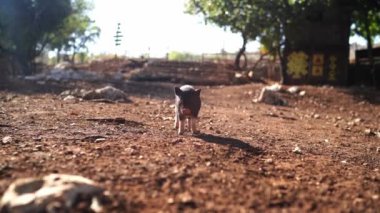 Küçük tüylü siyah domuz bir çiftlikte yerde yürüyor. Yüksek kalite 4k görüntü