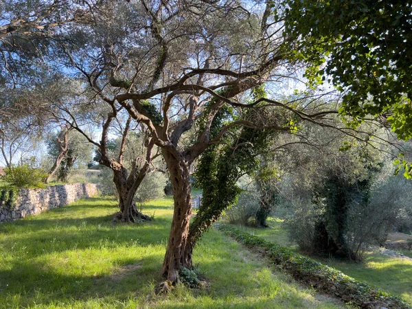 Zöld Fák Egy Borostyánnal Benőtt Olajfaligetben Kiváló Minőségű Fénykép — Stock Fotó