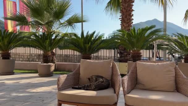 Large Striped Cat Licks Itself Lying Armchair Terrace Backdrop Palm — Stock Video
