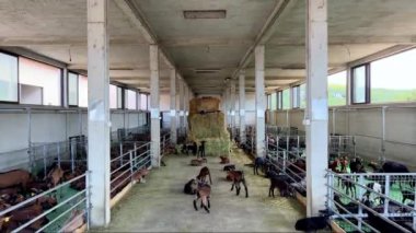 Çiftlikteki küçük keçiler otlakların arasında yürürler. Yüksek kalite 4k görüntü