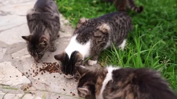 猫は公園の舗装された道で乾物を食べる 高品質4K映像 — ストック動画