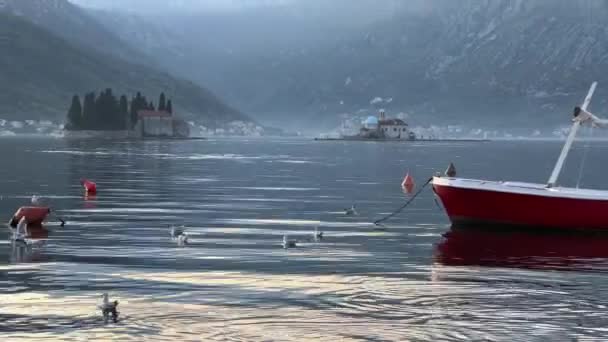 Hejno Racků Plave Kotorském Zálivu Pozadí Ostrovů Vysoce Kvalitní Záběry — Stock video
