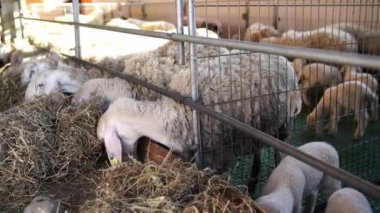 Kuzulu koyunlar çiftlikteki çitlerin dışında saman yiyorlar. Yüksek kalite 4k görüntü