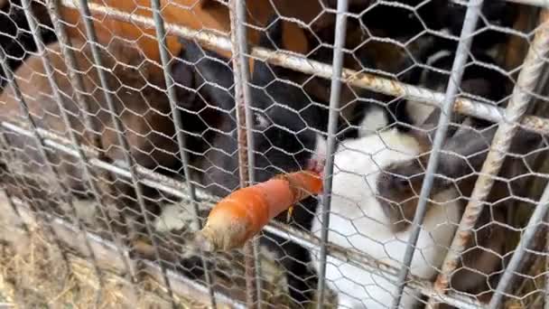 Dos Conejos Ambos Lados Muerden Una Zanahoria Que Sobresale Cerca — Vídeo de stock