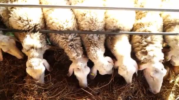 Белые Кудрявые Овцы Едят Сено Вытаскивая Связки Кучи Вид Сверху — стоковое видео