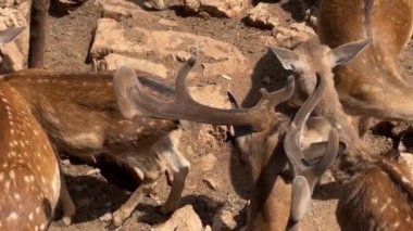 Kahverengi benekli geyik sürüsü ve geyikler taşların arasında yerde otluyor. Yüksek kalite 4k görüntü