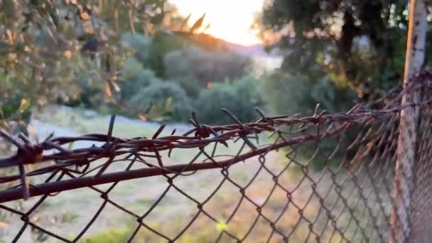 铁丝网越过网状篱笆圈住了一片橄榄树 高质量的4K镜头 — 图库视频影像