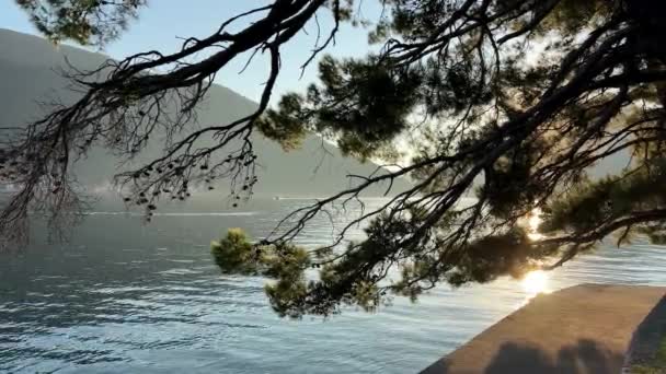 Pohled Přes Větve Jehličnatého Stromu Lodi Plující Moři Paprscích Slunce — Stock video