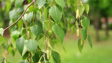 Rüzgarda sallanan bir huş ağacı dalı. Yüksek kalite 4k görüntü