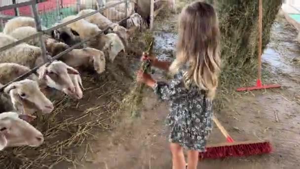 Bambina Nutre Fieno Alle Pecore Nei Recinti Estraendo Fasci Dal — Video Stock