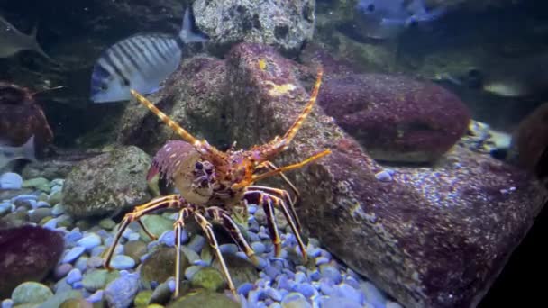 Fish Swim Spiny Lobster Aquarium High Quality Footage — Stock Video