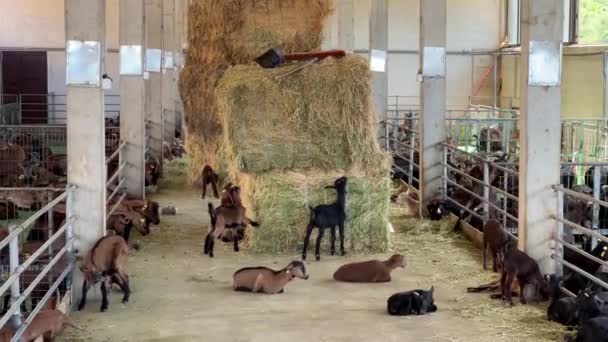 Piccoli Goatlings Mangiano Fieno Pagliaio Tra Recinti Una Fattoria Filmati — Video Stock