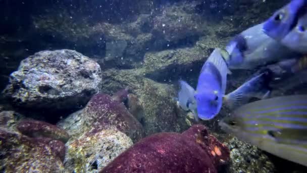 Gestreifte Fische Schwimmen Einem Aquarium Der Nähe Der Steine Hochwertiges — Stockvideo