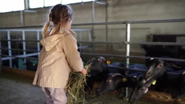 Une Petite Fille Apporte Une Poignée Foin Troupeau Chèvres Qui — Video