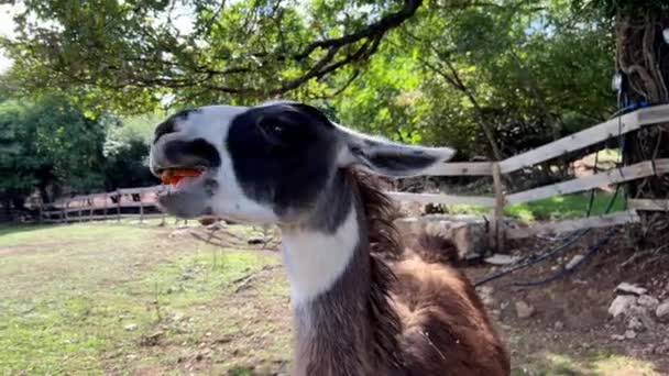 Llama Marrón Come Zanahorias Césped Detrás Cerca Imágenes Alta Calidad — Vídeo de stock