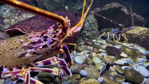 五彩斑斓的龙虾沿着水族馆的底部走着 移动着它的触角 高质量的4K镜头 — 图库视频影像