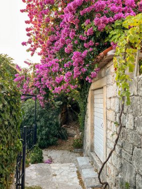 Pembe çiçekli begonviller bahçedeki eski bir taş evin üzerinde asılı duruyor. Yüksek kalite fotoğraf