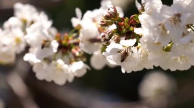 Arılar bahçedeki kiraz çiçeklerinden nektar toplarlar. Makro. Yüksek kalite 4k görüntü